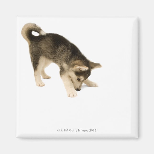 Aimant Husky Puppy 2 (Devant)
