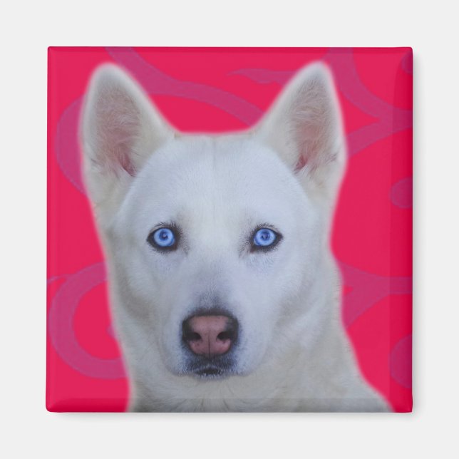 Aimant Husky Sibérien Blanc (Devant)