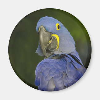 Aimant Hyacinth Macaw