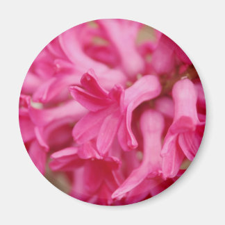 Aimant Hyacinth rose