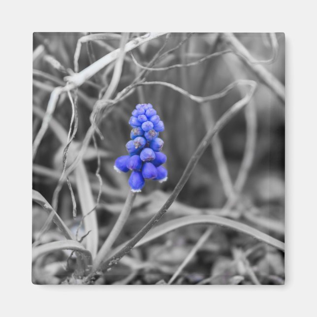 Aimant Hyacinthe au raisin isolé Sélectionner la couleur (Devant)