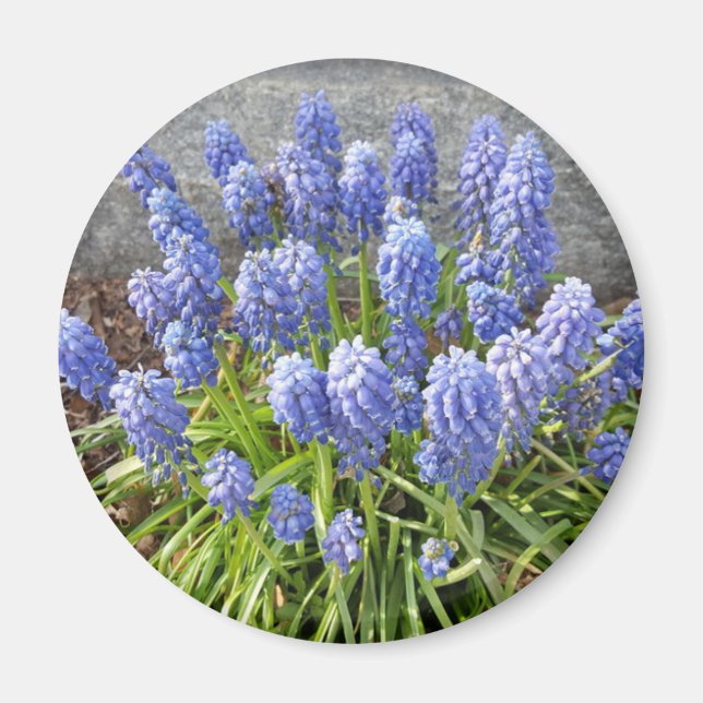Aimant Hyacinthe de raisin (Devant)