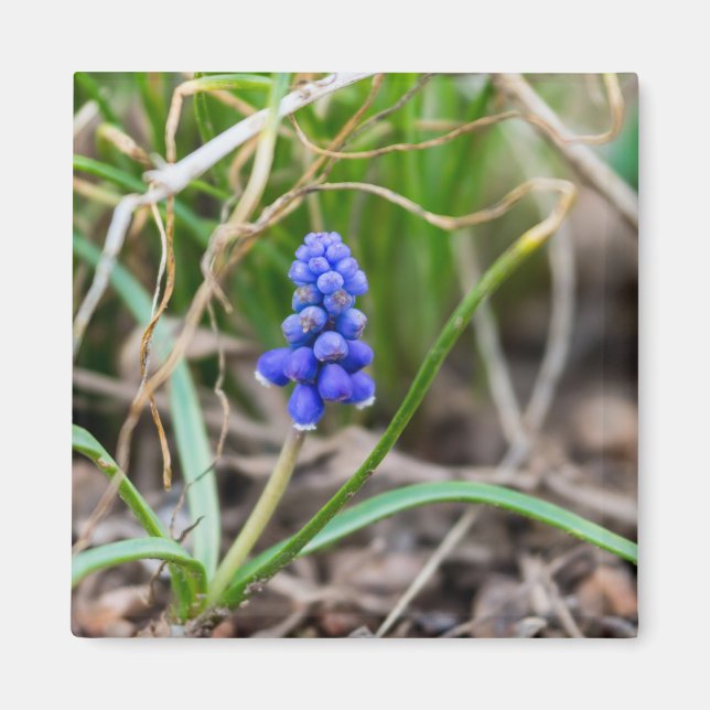 Aimant Hyacinthe du raisin solitaire (Devant)