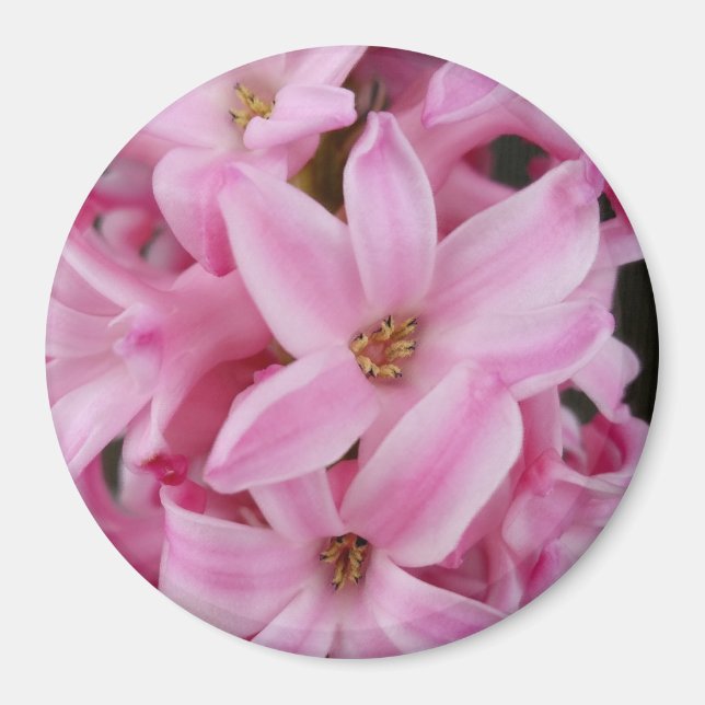 Aimant hyacinthe rose (Devant)
