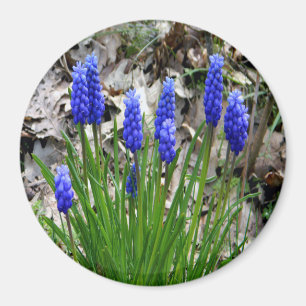 Aimant Hyacinthes de raisins...