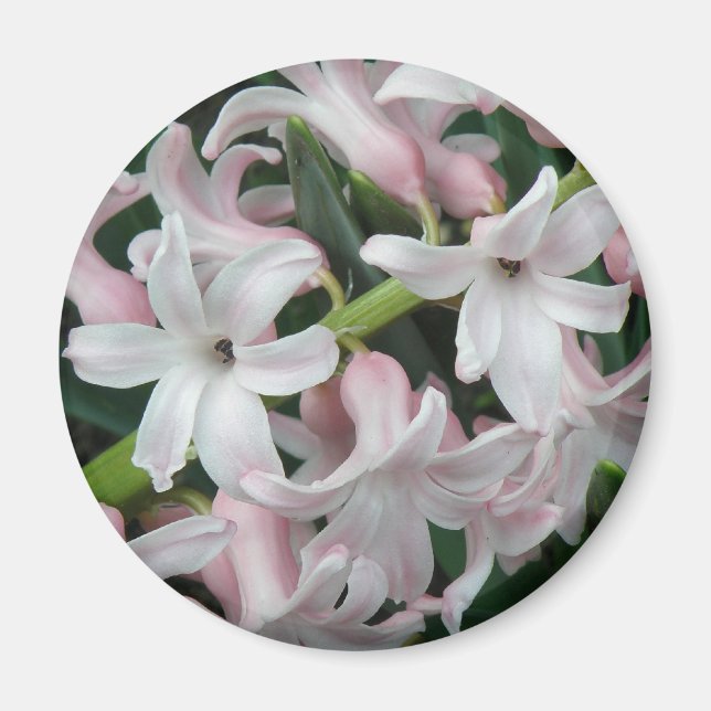 Aimant Hyacinths (Devant)