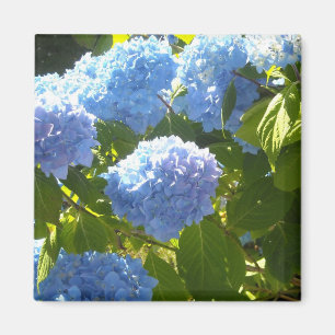 Aimant Hydrangea Bleu Clair