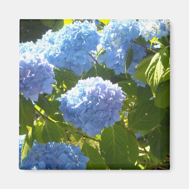 Aimant Hydrangea bleu doux (Devant)