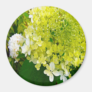 Aimant Hydrangea Limelight Vert Chartreuse Élégant