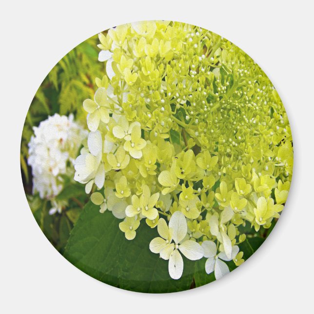Aimant Hydrangea Limelight Vert Chartreuse Élégant (Devant)