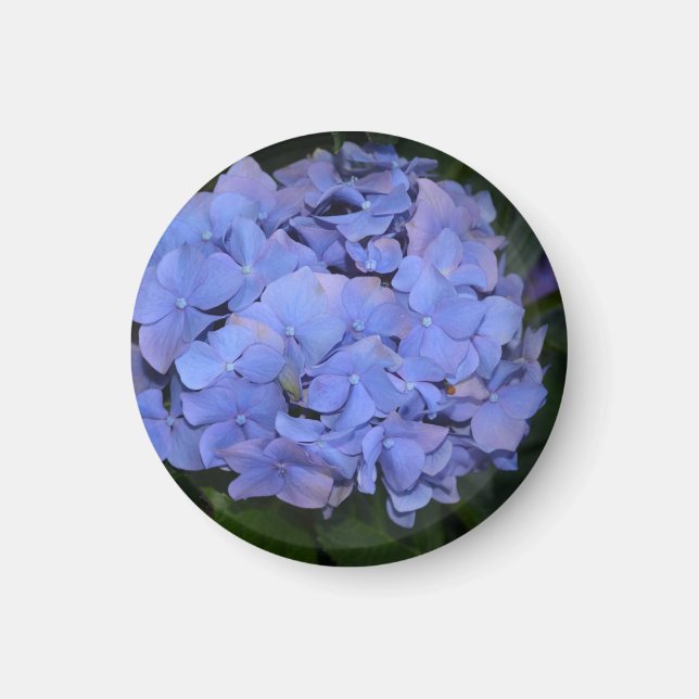 Aimant Hydrangea macrophylla rustique violet (Devant)