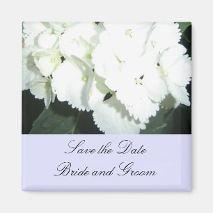 Aimant Hydrangeas blanches avec une bordure bleu clair