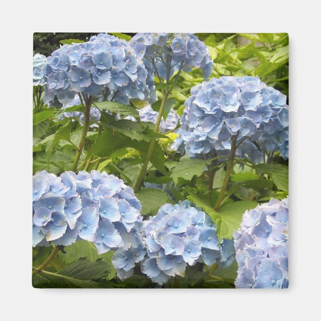 Aimant Hydrangeas Bleus Nuancés (Devant)