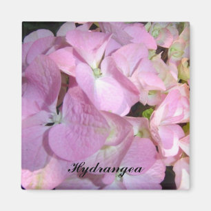 Aimant Hydrangeas Rose Bébé