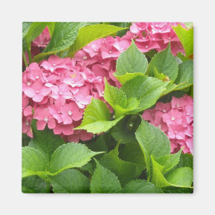 Aimant Hydrangeas Rose Foncé