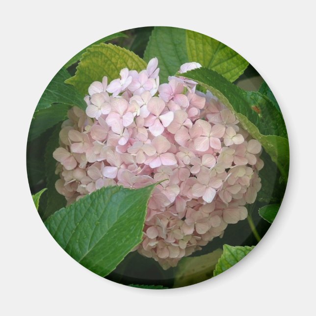 Aimant Hydrangée rose (Devant)