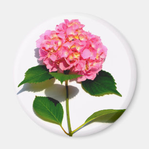 Aimant Hydrangée rose fleur rose rose rose floral