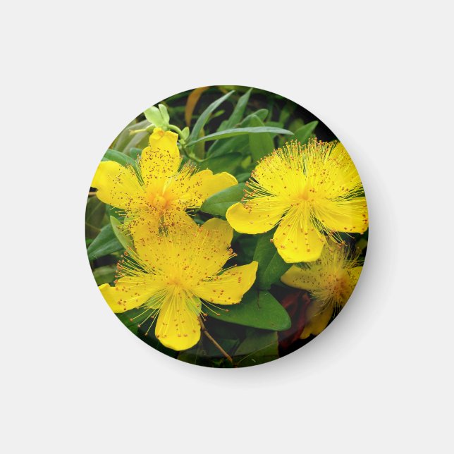 Aimant Hypericum calycinum (Devant)