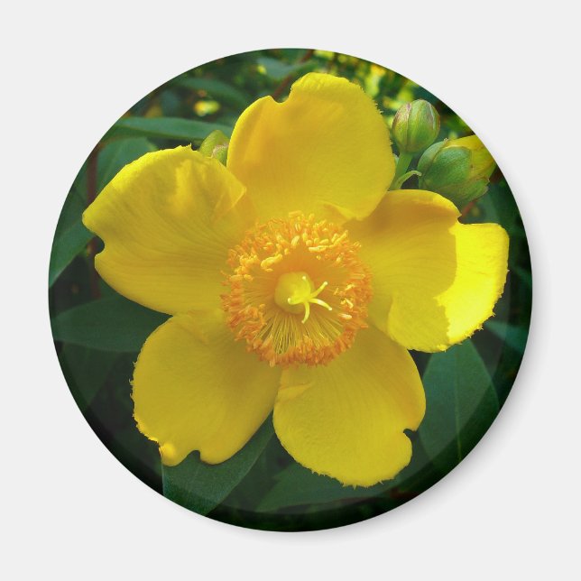 Aimant Hypericum Hidcote (Saint-Jean) (Devant)