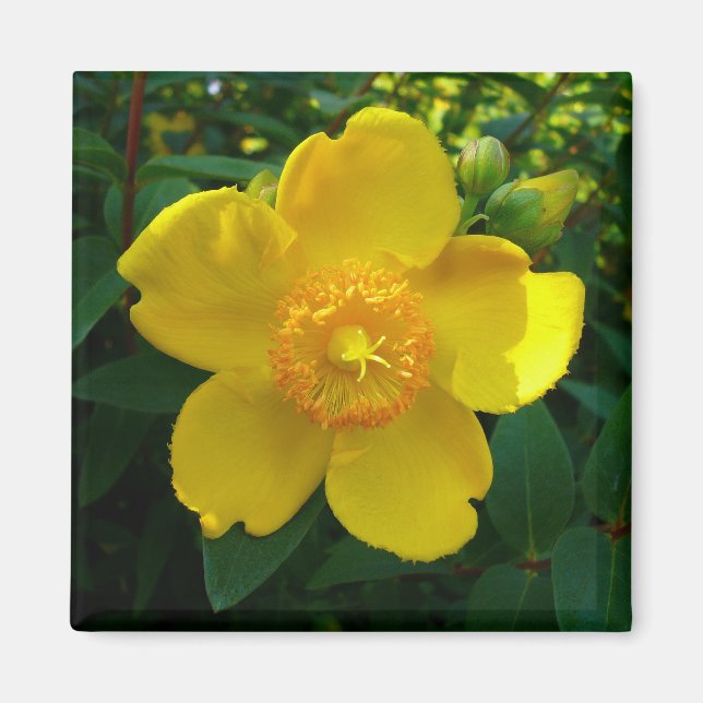 Aimant Hypericum Hidcote (Saint-Jean) (Devant)