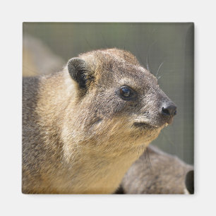 Aimant Hyrax de Portrait Rock