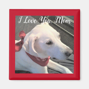 Aimant I Log you Chig Maman blanc Labrador Retriever Mix