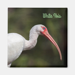 Aimant Ibis blanc