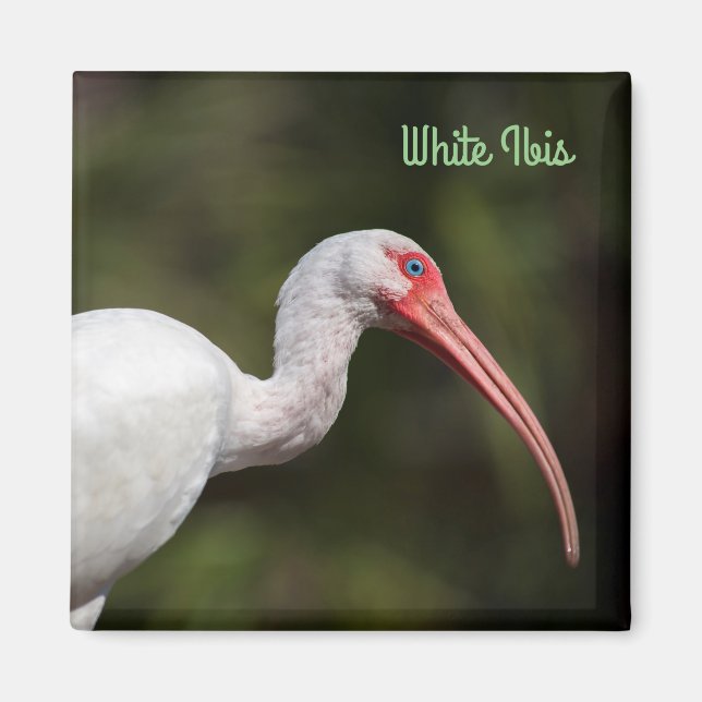 Aimant Ibis blanc (Devant)