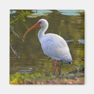 Aimant IBIS buvant à l'aimant d'étang