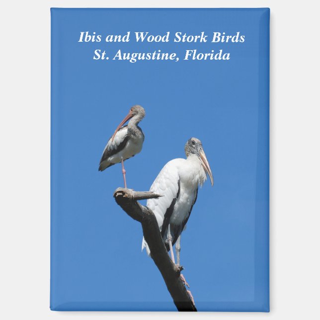 Aimant Ibis et cigogne à bois dans la nature (Recto)