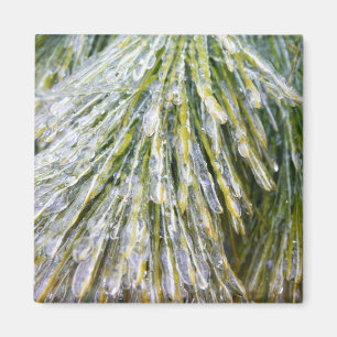 Aimant Ice Coated Pine Needles Winter Botanical