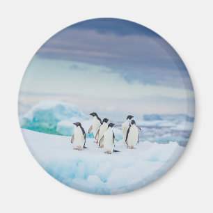Aimant Ice & Snow   Adelie Penguins Antarctica