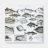 Ichthyologie Poissons osseux