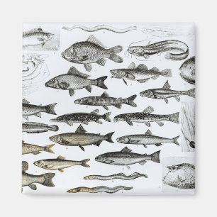 Aimant Ichtyologie, poissons osseux, Marisipobranchs