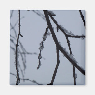 Aimant Icy Branches Winter Nature Photographie