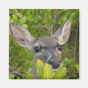 Aimant Idées de cadeau d'amants de cerfs communs