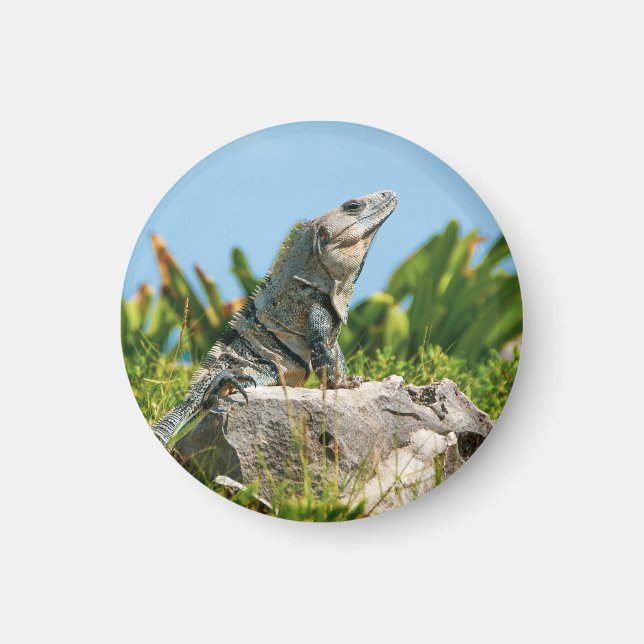 Aimant Iguana (Devant)