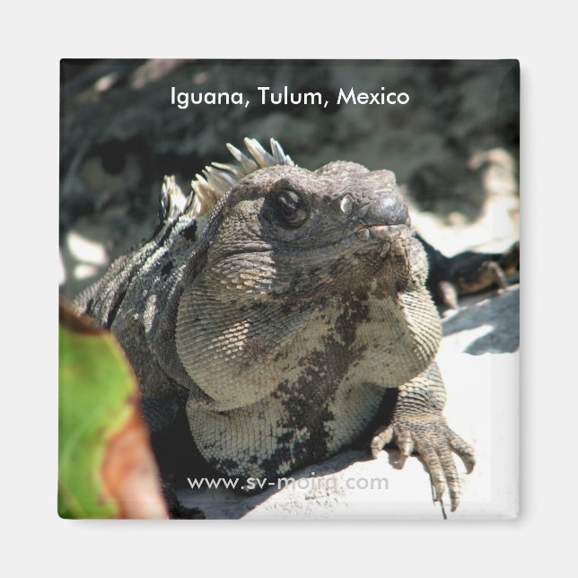 Aimant Iguana, Tulum, Mexique (Devant)
