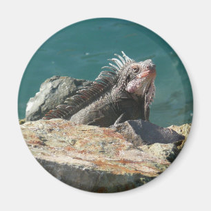 Aimant Iguane à St-Thomas