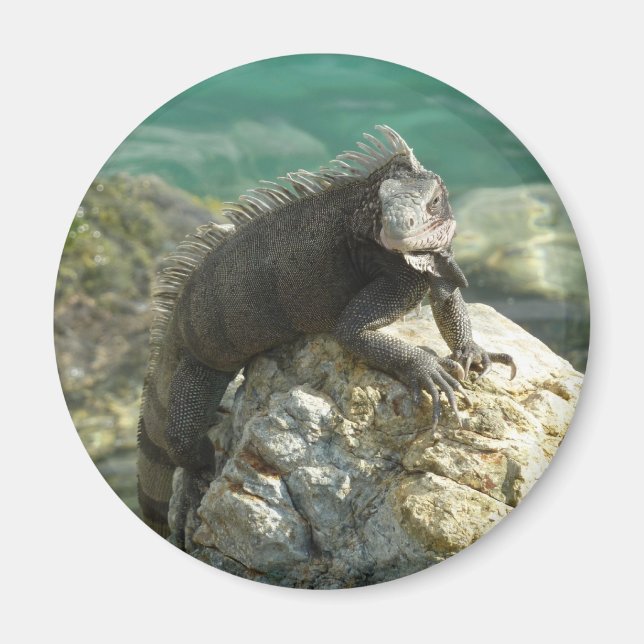 Aimant Iguane sur les rochers à St. Thomas (Devant)