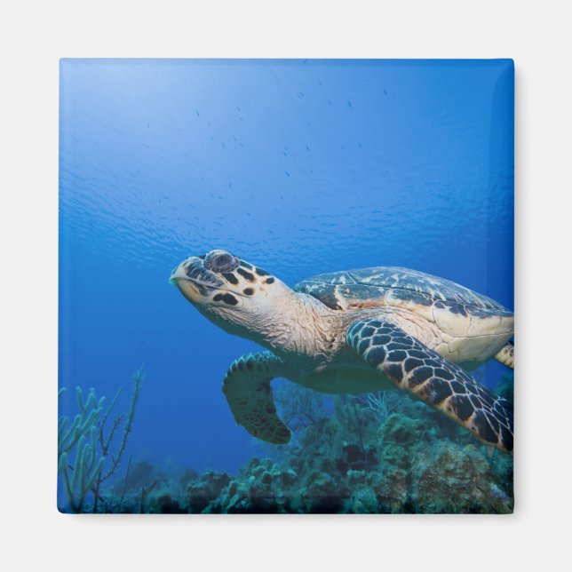 Aimant Îles Caïmans, Little Cayman Island, Sous l'eau 2 (Devant)