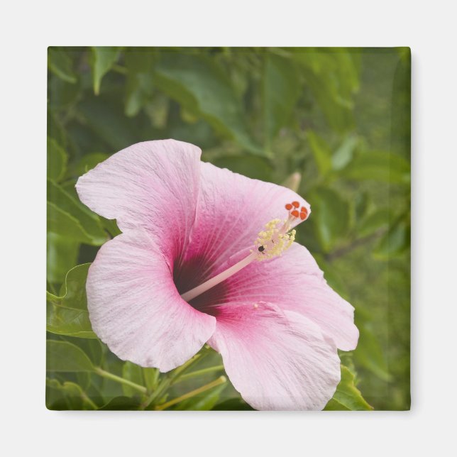 Aimant Îles Cook, Atiu. Fleur d'hibiscus. (Devant)