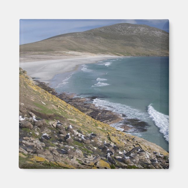 Aimant Îles Falkland, Malouines occidentales, Saunders (Devant)