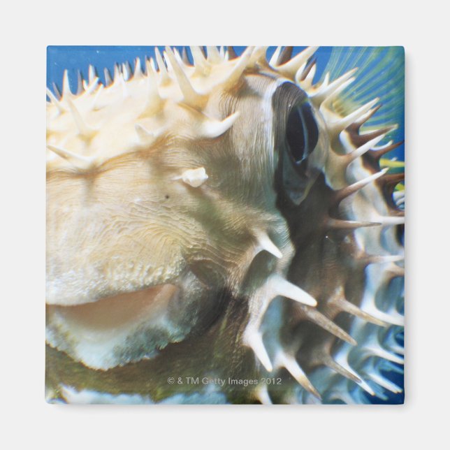 Aimant Îles Maldives (Devant)