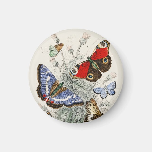 Aimant Illustration botanique scientifique vintage papill (Devant)