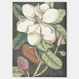 Aimant Illustration botanique vintage de magnolia de Cate