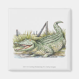 Aimant Illustration d'alligator sur le rivage