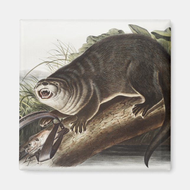 Aimant Illustration de Canada Otter (Lutra Canadensis) (Devant)
