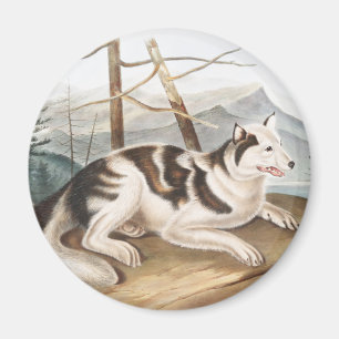 Aimant Illustration de Chien indien lièvre (Canis familia