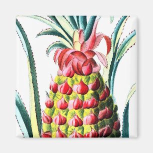 Aimant Illustration de fruit tropical ananas vintage